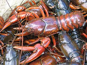 Large specimen of crayfish
© WWF / Marjolein Kamermans
© WWF / Marjolein Kamermans