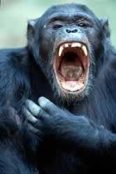 Chimpanzee (Pan troglodytes) yawning, aggressive display. / ©: WWF-Canon / Michel GUNTHER Chimpanzee (<i>Pan troglodytes</i>) yawning, aggressive display. / ©: WWF-Canon / Michel GUNTHER
