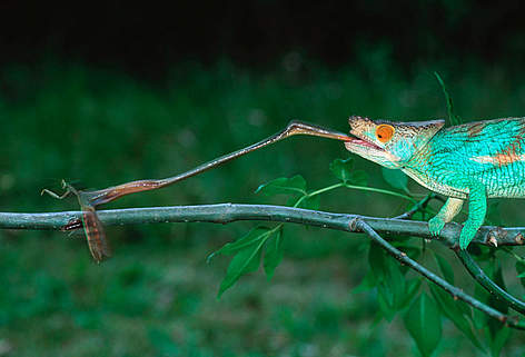 Parson's chameleon (Chamaeleo parsonii), Madagascar; Male using sticky tongue to catch insects.
© Martin Harvey / WWF rel=