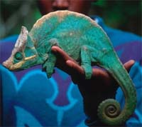 Endemic to the central eastern forests of Madagascar, Parson's chameleons have seen their numbers ...
© WWF / Martin Harvey
© WWF / Martin Harvey