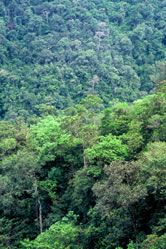 Anchicayá river, Buenaventura, Chocó Biogeographic. The Chocó Biogeographic rainforest is ...
© WWF / Diego M. GARCES The Chocó Biogeographic rainforest is considered one of the richest places in biodiversity.
© WWF / Diego M. GARCES