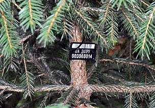 Шукайте на ялинках офіційну бирку Лісгоспу.
© Forestry of Ukraine
© Forestry of Ukraine