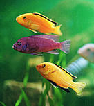 Cichlids (Cichlidae), Lake Malawi, Malawi.