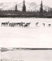 Caribou in the Koyukuk River Valley near Huslia, Alaska in May 1949 .
© .
© .