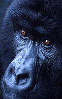 Gorilla gorilla beringei Mountain gorilla Portrait of an adult female Virunga National Park, Democratic Republic of Congo © © Martin HARVEY / WWF Gorilla gorilla beringei Mountain gorilla Portrait of an adult female Virunga National Park, Democratic Republic of Congo