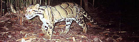 Clouded leopard captured by a photo-trap
© WWF Clouded leopard captured by a photo-trap rel=