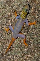 A new psychedelic gecko (Cnemaspis psychedelica) species was discovered in 2010 on Hon Khoai ...
© L. Lee Grismer
© L. Lee Grismer