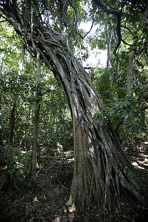 Though fragmented, Eastern Africa coastal forests have remarkable levels of biodiversity. ...
© WWF-UK / Brent STIRTON / Getty Images Strangling ficus in Kaya Kinondo Forest on the Kenyan coast, Kwale-Kenya.
© WWF-UK / Brent STIRTON / Getty Images
