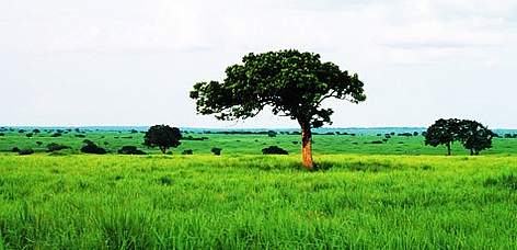 Typical grassland habitat, Garamba National Park, Democratic Republic of Congo.
© WWF / John E. NEWBY rel=