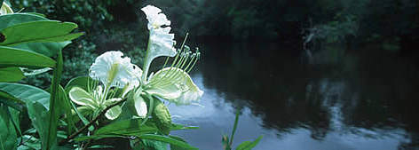Tropical Rain Forest. Flower on riverbank - moist forest of the Western Congo Basin at the edge of ...
© WWF / Martin HARVEY rel=
