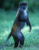 Sun-tailed Monkey Cercopithecus solatus Endangered rainforest species Endemic to Gabon