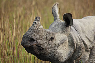 The greater one-horned rhino (Rhinoceros unicornis) is a conservation success story. With WWF's ...
© WWF / Christy Williams
© WWF / Christy Williams