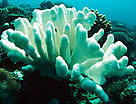 Coral bleaching due to temperature rise, Indo-Pacific Ocean.