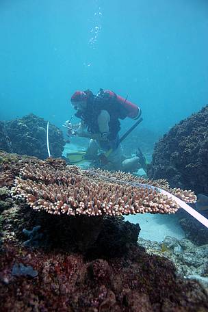Studying coral habitats at Halul Island, Qatar
© WWF - UAE
© WWF - UAE