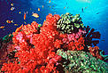 Coral reefs are home to a quarter of the world's marine life. The Great Barrier Reef is the largest living thing on Earth, and the only living thing visible from space. Reefs aren’t just good for fish – 450 million people need them for food, jobs and protection from the sea. Good for health – medicines derived from corals fight diseases like HIV and cancer. Good for business – the Coral Triangle supports the livelihoods of more than 100 million people. Good for holidays – the Great Barrier Reef generates $4.5 billion in tourism annually. But climate change, pollution and over-fishing are trashing reefs everywhere. A quarter of the world's coral reefs are damaged beyond repair. WWF is working to save these extraordinary underwater worlds.
© Cat Holloway / WWF Coral reefs are home to a quarter of the world's marine life. The Great Barrier Reef is the largest living thing on Earth, and the only living thing visible from space. Reefs aren’t just good for fish – 450 million people need them for food, jobs and protection from the sea. Good for health – medicines derived from corals fight diseases like HIV and cancer. Good for business – the Coral Triangle supports the livelihoods of more than 100 million people. Good for holidays – the Great Barrier Reef generates $4.5 billion in tourism annually. But climate change, pollution and over-fishing are trashing reefs everywhere. A quarter of the world's coral reefs are damaged beyond repair. WWF is working to save these extraordinary underwater worlds.