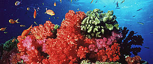 Koraljni greben, Fiji
© WWF / Cat HOLLOWAY
© WWF / Cat HOLLOWAY