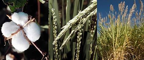 Cotton, rice and sugar cane are amongst the thirstiest crops causing deforestation, water shortages ...
© © WWF / Mauri RAUTKARI / Vin J. TOLEDO / Martin HARVEY rel=