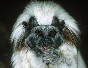 Found only in northwestern Colombia, the cotton-top tamarin is one of the country's most endangered ...
© Martin HARVEY / WWF
© Martin HARVEY / WWF