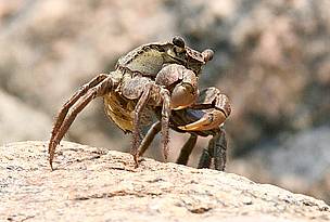 A fiddler crab along the shore of the Yellow Sea in Korea.
© istockphoto / lionBeat
© istockphoto / lionBeat