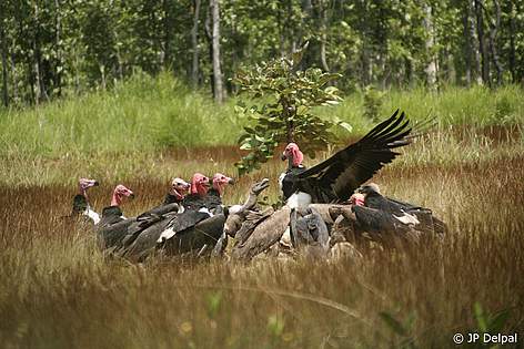 A group of critically endangered red-headed and white-rumped vultures at a vulture restaurant in ...
© JP Delpal rel=