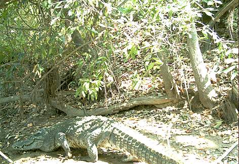 Siamese crocodile captured by a FA/WWF-Cambodia camera trap in Mondulkiri Protected Forest, ...
© FA / WWF rel=