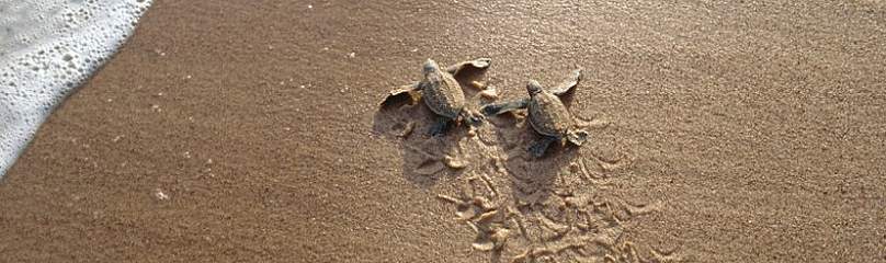 © WWF / Roger Leguen
© WWF / Roger Leguen