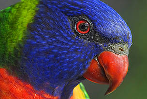 Rainbow lorikeet, Australia. © Leslie Leong Rainbow lorikeet, Australia.