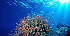 Coral Reefs in the Coral Triangle