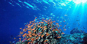 Coral Reefs in the Coral Triangle © WWF Coral Reefs in the Coral Triangle