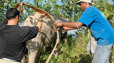 Dr Christy Williams of WWF putting a radio collar on a Bornean Pygmy elephant (Elephas maximus ... / ©: WWF-Canon / A. Christy WILLIAMS Dr Christy Williams of WWF putting a radio collar on a Bornean Pygmy elephant (<i>Elephas ... rel=