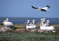 Dalmatian pelicans are one of many migratory species that visits the Yellow Sea region. © WWF / Michel Gunther Dalmatian pelican (Pelecanus crispus), Turkey.