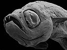 Dracula fish (Danionella Dracula) is one of the 145 species newly described by science in the ...
© Natural History Museum, London
© Natural History Museum, London