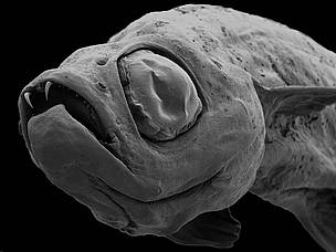 Dracula fish (Danionella Dracula) is one of the 145 species newly described by science in the ...
© Natural History Museum, London
© Natural History Museum, London