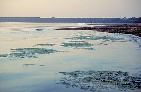 Belene Islands Complex is a part of the largest island group along the Bulgarian part of the Danube ...
© Anton Vorauer / WWF rel=