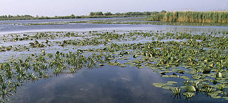 Aquatic vegetation on the Danube, Danube Delta, Romania.
© WWF / Michel GUNTHER rel=