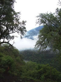 Yunga cloud forest, Argentina
© David
© David