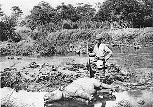 A photo of a young but dead Javan Rhinoceros in Ujung Kulon, Indonesia. Once the most widespread of ...
© Charles te Mechelen
© Charles te Mechelen
