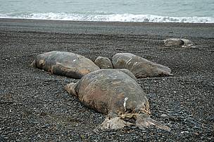 Dead walruses along the beach, west of Ryrkaypiu, Chukotka, Russa.
© Tom Arnbom Dead walruses along the beach, west of Ryrkaypiu, Chukotka, Russa.
© Tom Arnbom
