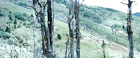 Before logging was banned in 1998 large areas of panda habitat were lost. / ©: WWF China Logged area. Minshan Mountains, Sichuan, China. rel=