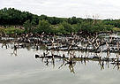 Severely degraded mangroves due to rising sea levels and clearing for commercial shrimp and salt farms, Thailand. These factors have contributed greatly to the destruction of large tracts of coastal mangroves in the country.