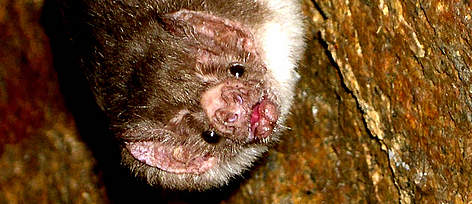 Vampire bat (Desmodus rotundus), Picture taken at Sangayan Island, Paracas National Reserve, ...
© Wikipedia rel=