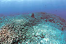 Destroyed coral reef as result of dynamite fishing, the Philippines.