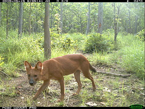 A camera trap photo of a dhole (Asiatic wild dog) taken in the dry forests of Mondulkiri Protected ...
© FA / WWF-Cambodia rel=