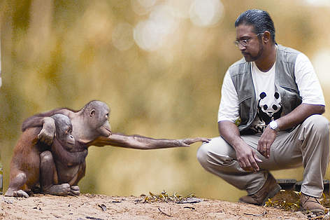 Direktor WWF Malezije, dr. Dionysius S.K.Sharma, s dva orangutana
© WWF-Malaysia/Lee Mee See An organ-utan stretching its arm out and touching the knee of a crouched man beside it. rel=