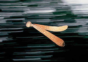 Dipterocarp seed falling on the water, Kalimantan, Indonesia
© WWF / Alain COMPOST
© WWF / Alain COMPOST