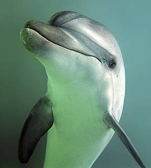 Bottlenose dolphin numbers in the Black Sea are on the decline as a result of pollution and hunting.
© Andrey Nekrasov / WWF
© Andrey Nekrasov / WWF