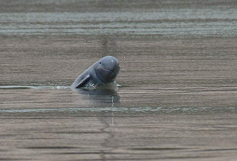 An Irrawaddy dolphin calf showing its smile at Kampi pool in Kratie province, northern Cambodia.
© Fernando Trujillo / WWF-Cambodia rel=