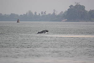 Irrawaddy dolphin mother and calf playing in good river habitat at Koh Pdao pool in Kratie ...
© Tan Somet Bunwath / WWF-Cambodia
© Tan Somet Bunwath / WWF-Cambodia