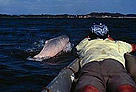 Man on the bow of the ship with pink dolphin breaking the surface in front of him.