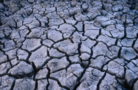 Persistent hot weather following months of low rainfall has resulted in drought in many parts of ...
© WWF / Adam Oswell
© WWF / Adam Oswell
